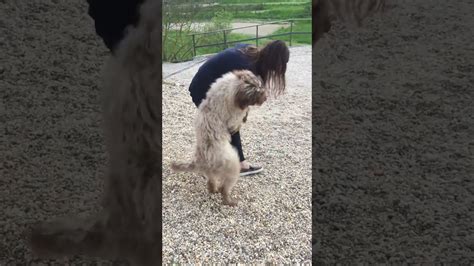 dog humping girls|Dog Humping Girl